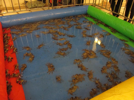 【大发宜景城】钓螃蟹大赛首场11月7日火爆开启_??-??\/_腾讯网