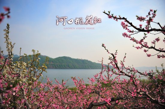 四月河口桃花开 绿地·国际花都最灿烂_st