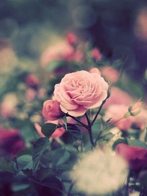 Alex12星座一周运势