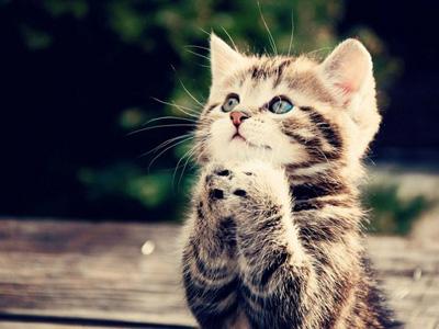 星座羊年易实现愿望