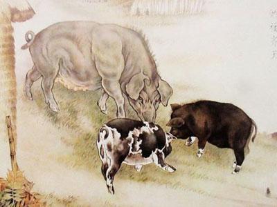 滴天2016生肖猪运势