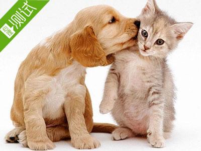 壁纸 动物 狗 狗狗 猫 猫咪 小猫 桌面 400_300