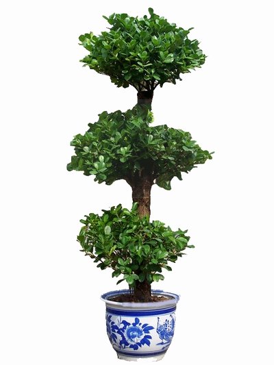 摇钱树:叶片较长,属于阴生植物.据说有富贵之气,会让家中带来财运