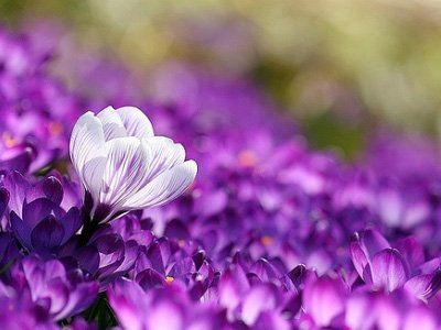 四象星座的爱与友谊