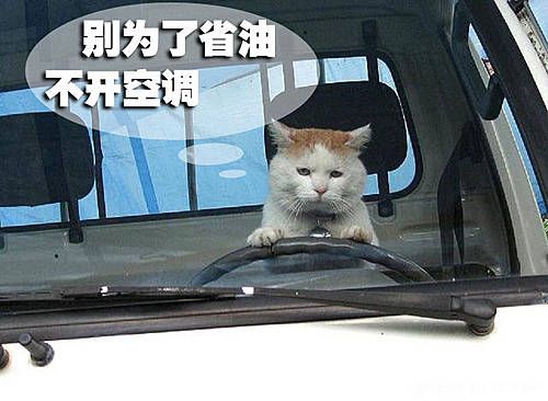 警惕驾驶误区 不要因为省油而毁了爱车