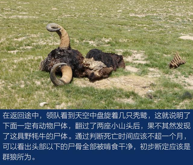 上得雪山和沙漠、下得草原和沼泽与牧游侠一道穿越阿尔金山