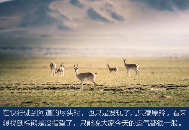 上得雪山和沙漠、下得草原和沼泽与牧游侠一道穿越阿尔金山