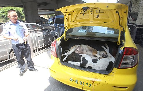 每日猜车》第93期:弓弩狙击手的作案神车