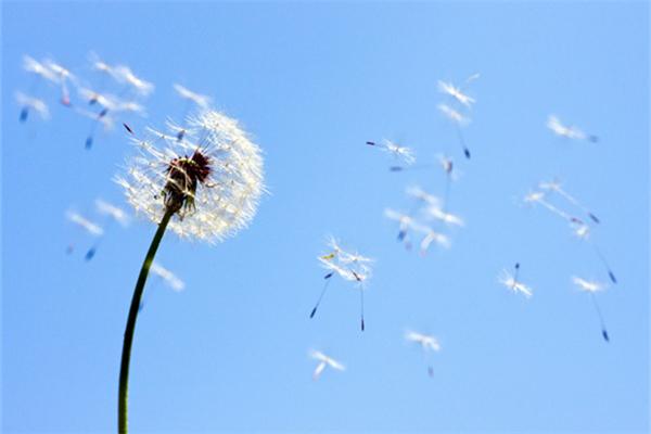 要上天？大陆集团测试使用蒲公英橡胶轮胎