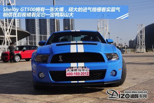 眼镜蛇出没 实拍福特野马shelby gt500