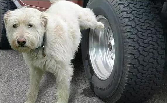 为什么狗喜欢尿轮胎 遇这四种物品立刻逃走