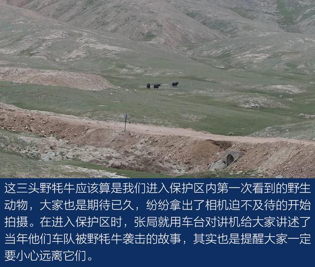 上得雪山和沙漠、下得草原和沼泽与牧游侠一道穿越阿尔金山