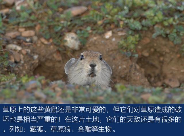 上得雪山和沙漠、下得草原和沼泽与牧游侠一道穿越阿尔金山