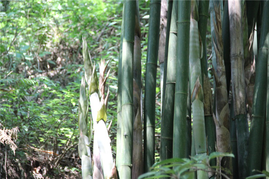 叼嘴人与威旺S50洪荒之力于麻辣山城