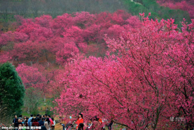 点评:不是所有的广东樱花节都是樱花嘉年华_频