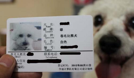 车猫虫证书猜成语_看图猜成语(2)