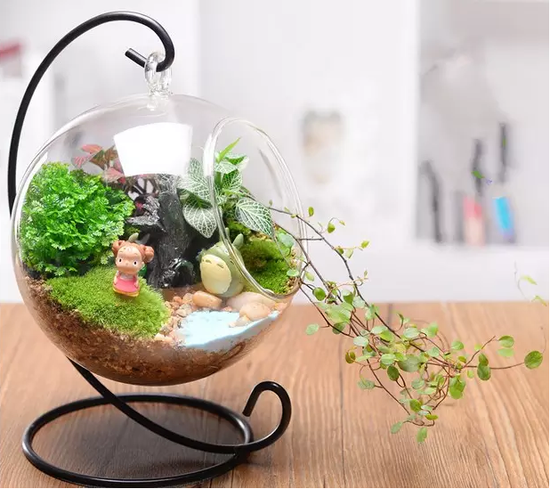 DS·活动|微景观DIY 把大自然抱回家