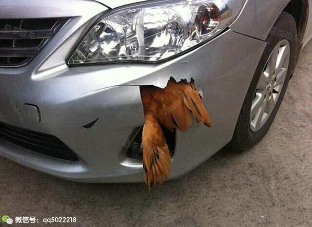 司机撞狗逃离被认定肇事逃逸 罚款2000扣12分