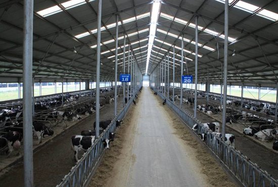 把好奶源关 飞鹤100%牧场奶护航奶粉安全