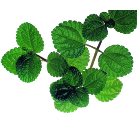 最毒不过秋蚊子 防蚊驱蚊有诀窍