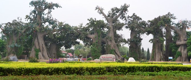 古城璀璨的一颗"绿色明珠" 植物园打造保定"城市森林" 是一个集科普
