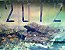 �����졷�����ٵ����Ѵ�Ƭ��2012����Ԥ��