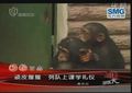 非洲裔顽皮小猩猩 南京上课学礼仪