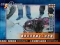 视频：家养藏獒吃掉主人被击毙