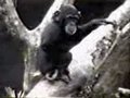 视频：爆笑小猴子挖屁屁后把自己熏晕