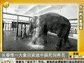 视频：“丧偶”大象回家途中踩死饲养员