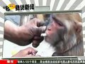 视频：动物被残忍虐待 训猴人强逼猴子吸烟