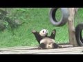 超可爱熊猫蹭背瞬间 自娱自乐跳艳舞
