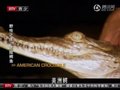 《探索》野生动物夜间的秘密生活：危险鳄鱼
