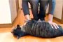 爆笑淡定猫帝 这货不是猫是拖把