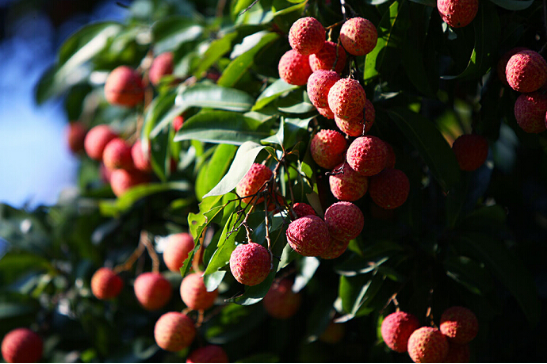 【蓝海银湾】6月吃货大事:日啖荔枝三百颗_频