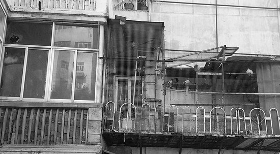 珠城百姓事:沿街居民楼外墙长出鸽子笼_频道