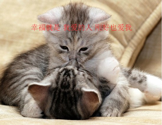猫自己在家10天没事 6881690.jpg