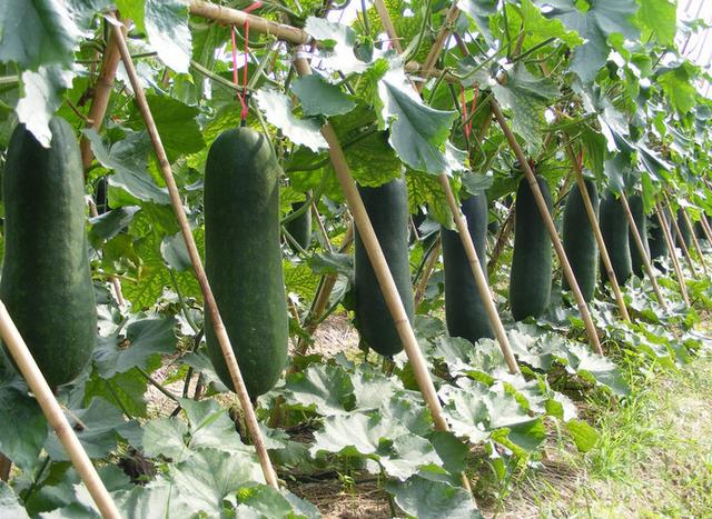 为什么有冬瓜、南瓜、西瓜,但却没有北瓜呢