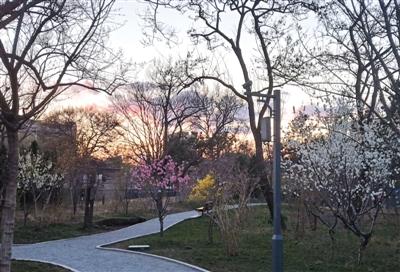 新一轮北京绿化 不让小动物饿肚子