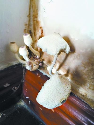 天气太潮湿 家里长蘑菇_大燕网北京站_腾讯网
