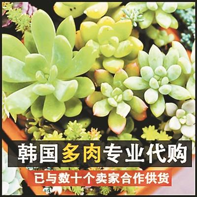非法进口“萌宠”植物猛增5倍 可能含毒素