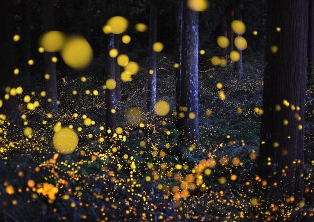 全球最美萤火虫观赏地 夜空中最亮的星_大燕网北京站_腾讯网