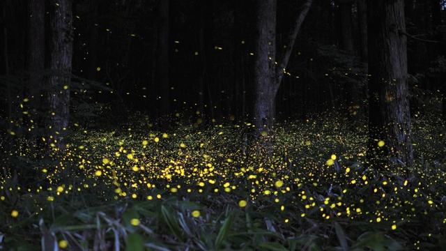 全球最美萤火虫观赏地 夜空中最亮的星