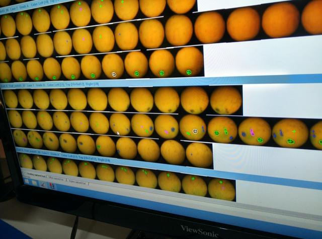 橙子有四级甜度可测你知道么?