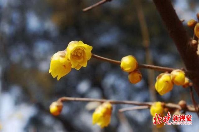 北京市公园管理中心推荐20处观春景观