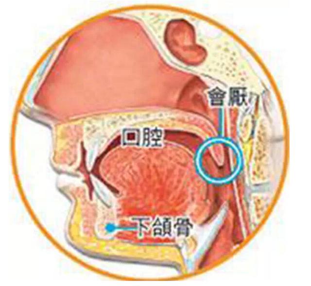 放错位置的发声器官