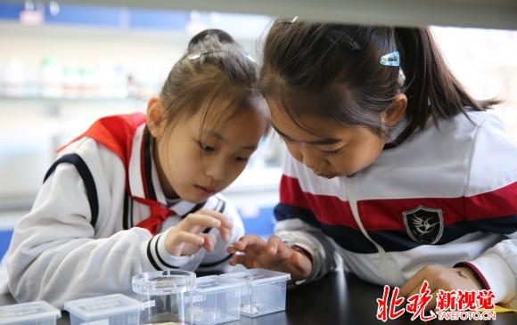 北京小学v规程规程出台:学前班被禁止班上不超多少小学北京图片