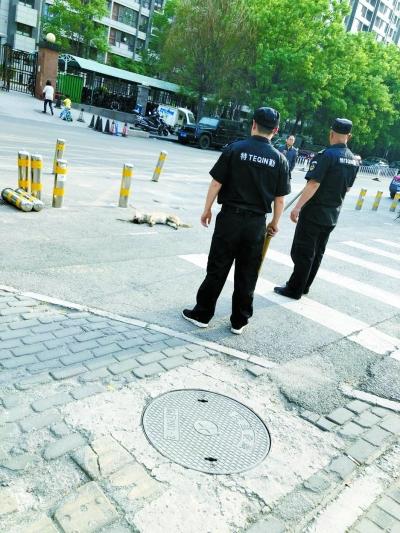 朝阳区:警方通报查找伤人恶犬 _大燕网北京站_腾讯网