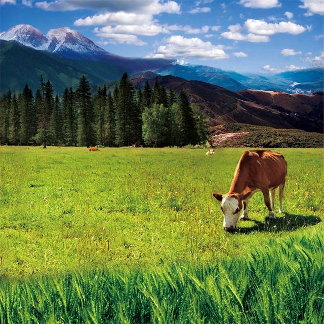 跨境电商牵手塞尔维亚,开启欧亚一带一路_大