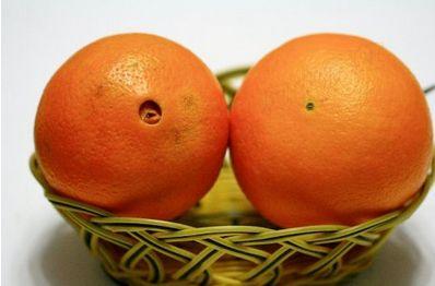 正值脐橙成熟的季节,橙子这样挑才好吃